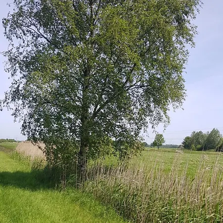 Herzmuschel * Sande